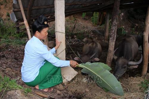 Chị Quàng Thị Kẹo chăm sóc đàn trâu. Ảnh: Diệp Anh - TTXVN Chị Quàng Thị Kẹo chăm sóc đàn trâu. Ảnh: Diệp Anh - TTXVN