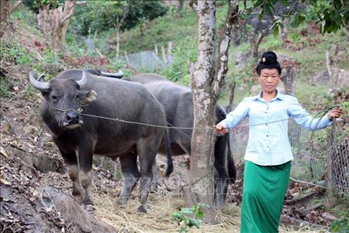 Chị Quàng Thị Kẹo chăm sóc đàn trâu. Ảnh: Diệp Anh - TTXVN Chị Quàng Thị Kẹo chăm sóc đàn trâu. Ảnh: Diệp Anh - TTXVN