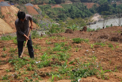 Chuyển đổi đất trồng lúa năng suất thấp sang trông ngô Chuyển đổi đất trồng lúa năng suất thấp sang trông ngô