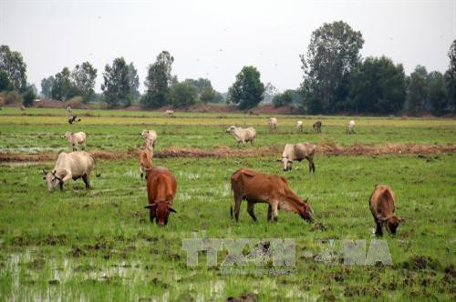 Vay vốn nuôi bò vỗ béo ở xã Vĩnh Điều, huyện Giang Thành, tỉnh Kiên Giang. Ảnh: Lê Huy Hải - TTXVN Vay vốn nuôi bò vỗ béo ở xã Vĩnh Điều, huyện Giang Thành, tỉnh Kiên Giang. Ảnh: Lê Huy Hải - TTXVN