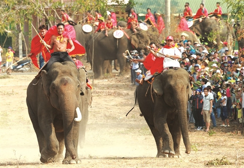 Cuộc tranh tài quyết liệt của các chú voi trong nội dung đua trên cạn