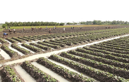 Khoai lang là loại cây dễ trồng, đầu tư ít nhưng mang lại giá trị kinh tế khá cao