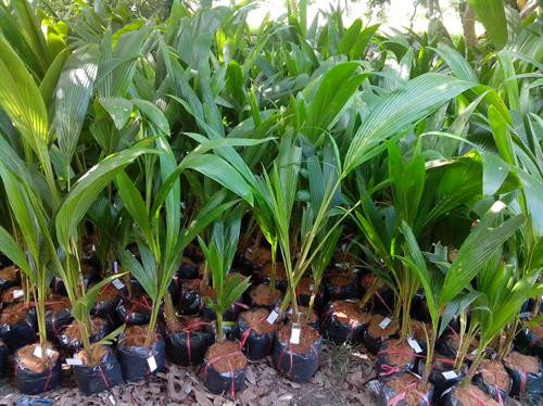 Cây dừa giống xiêm lùn. Ảnh: caygiongnongnghiep.com.vn Cây dừa giống xiêm lùn. Ảnh: caygiongnongnghiep.com.vn