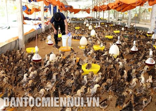 Để tránh nguy cơ gây bệnh cho vật nuôi, cần kiểm soát tốt chất lượng nguồn thức ăn, nước uống, vệ sinh máng sạch sẽ. Ảnh: Vũ Sinh Để tránh nguy cơ gây bệnh cho vật nuôi, cần kiểm soát tốt chất lượng nguồn thức ăn, nước uống, vệ sinh máng sạch sẽ. Ảnh: Vũ Sinh