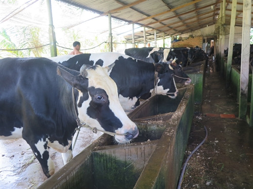 Nhiều hộ nông dân Củ Chi phát triển đàn bò sữa quy mô trang trại