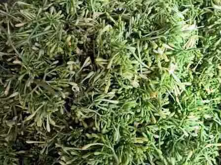 5 công dụng chữa bệnh không ngờ từ hoa đu đủ đực ảnh 2