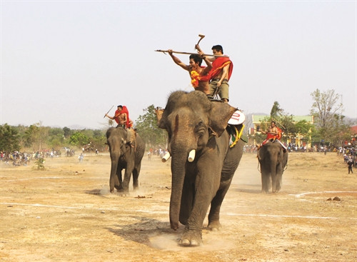 Các chú voi trên đường cán đích