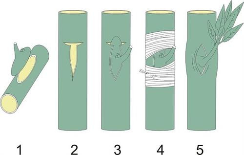 Cây con sử dụng làm gốc tháp phải có tuổi thích hợp. Ảnh: kythuatnuoitrong.com