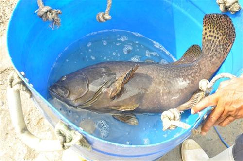 Cá càng lớn thì giá thu mua càng cao. Ảnh: nongnghiep.vn Cá càng lớn thì giá thu mua càng cao. Ảnh: nongnghiep.vn