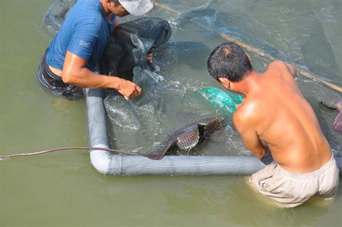 Cá mú nghệ xuất bán thường đạt trọng lượng từ 10 kg trở lên. Ảnh: nongnghiep.vn Cá mú nghệ xuất bán thường đạt trọng lượng từ 10 kg trở lên. Ảnh: nongnghiep.vn