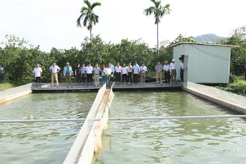 Việc áp dụng hình thức nuôi “sông trong ao” với những ưu điểm như: hạn chế việc thay nước, tăng năng suất nuôi trong cùng diện tích, hạn chế việc sử dụng thuốc và hóa chất trong quá trình nuôi... có thể coi là một trong những giải pháp tạo ra môi trường nuôi an toàn hiệu quả và bền vững. Tham quan mô hình nuôi cá chép ứng dụng công nghệ "sông trong ao" của hộ gia đình ông Phan Nhân Lợi ở xã Sài Sơn, huyện Quốc Oai (Hà Nội).