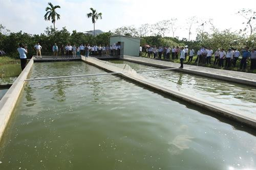 Việc áp dụng hình thức nuôi “sông trong ao” với những ưu điểm như: hạn chế việc thay nước, tăng năng suất nuôi trong cùng diện tích, hạn chế việc sử dụng thuốc và hóa chất trong quá trình nuôi... có thể coi là một trong những giải pháp tạo ra môi trường nuôi an toàn hiệu quả và bền vững. Tham quan mô hình nuôi cá chép ứng dụng công nghệ "sông trong ao" của hộ gia đình ông Phan Nhân Lợi ở xã Sài Sơn, huyện Quốc Oai (Hà Nội).