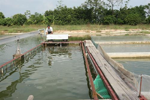 Ông Phan Nhân Lợi ở xã Sài Sơn, huyện Quốc Oai (Hà Nội) kiểm tra máy thổi khí 24/24h, hệ thống si phông để thu gom chất thải và thức ăn dư thừa tránh gây ô nhiễm cho môi trường nước. Trung tâm Khuyến nông Hà Nội tổ chức tập huấn kỹ thuật nuôi cá chép ứng dụng công nghệ "sông trong ao" cho 100% các hộ tham gia mô hình và một số hộ dân nuôi trồng thủy sản tại địa phương.