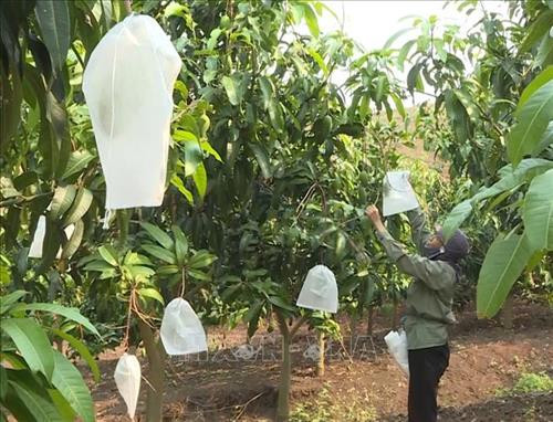 Nông dân huyện Mộc Châu, tỉnh Sơn La "mặc áo" cho quả xoài bằng cách đeo túi bao để nâng cao mẫu mã và chất lượng. Ảnh: Nguyễn Cường - TTXVN. Nông dân huyện Mộc Châu, tỉnh Sơn La "mặc áo" cho quả xoài bằng cách đeo túi bao để nâng cao mẫu mã và chất lượng. Ảnh: Nguyễn Cường - TTXVN.