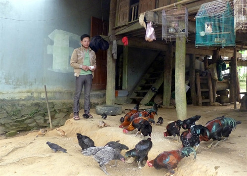 Đàn gà khoảng 600 con mang lại nguồn thu nhập không nhỏ cho gia đình anh Đại