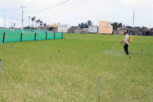 Cánh đồng trồng tỏi đặc sản của huyện Lý Sơn.