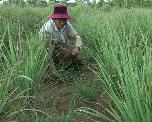 Ảnh minh họa Ảnh minh họa