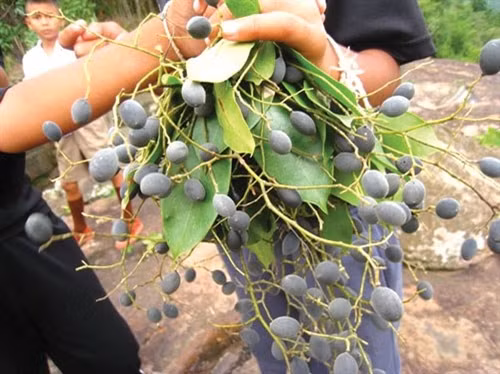 Thơm ngon trái xay Ninh Thuận ảnh 1 Thơm ngon trái xay Ninh Thuận ảnh 1