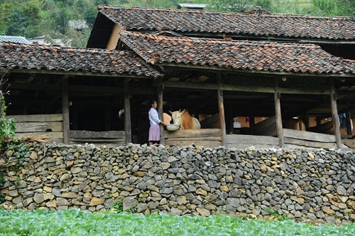 So với nhà trình tường của người Hà Nhì, Lô Lô, Tày, Dao... nhà trình tường của người Mông có những đặc trưng riêng rất dễ nhận ra. Trước tiên là hàng rào đá bao quanh nhà và mái máng. Hàng rào đá của nhà trình tường hoàn toàn được dựng lên từ đá núi.