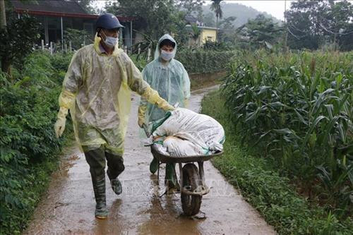 Cán bộ xã Minh Quân, huyện Trấn Yên vận chuyển lợn đến nơi tiêu hủy. Ảnh: Đức Tưởng-TTXVN Cán bộ xã Minh Quân, huyện Trấn Yên vận chuyển lợn đến nơi tiêu hủy. Ảnh: Đức Tưởng-TTXVN
