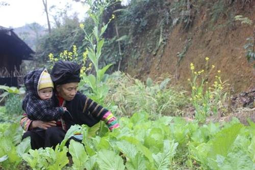 Xóm Nà Van, xã Hồng Trị, huyện Bảo Lạc có khoảng 70 nóc nhà dựa lưng vào núi. Mấy năm gần đây được sự quan tâm đầu tư của Đảng, Nhà nước, đời sống của bà con Lô Lô xóm Nà Van được cải thiện đáng kể. Người phụ nữ Lô Lô xóm Nà Van ai cũng biết se tơ, dệt vải. Trang phục truyền thống của người Lô Lô. Trang phục nam giới Lô Lô đơn giản hơn, màu đen cài khuy ngang, quần ống rộng gần giống quần áo của người Tày, Nùng. Ngày Tết, mọi người quây quần bên bếp lửa, chuẩn bị mâm cơm cúng tổ tiên. Sáng mùng 1 Tết, người đàn ông lớn tuổi trong gia đình sửa soạn bàn thờ mời tổ tiên về đón Tết cùng gia đình. Khách đến chơi nhà được người Lô Lô đón tiếp nồng hậu. Ngày Tết, mọi người khi gặp nhau đều gửi lời chúc phúc cho nhau bằng những làn điệu dân ca mượt mà, sâu lắng. Xóm Nà Van, xã Hồng Trị, huyện Bảo Lạc có khoảng 70 nóc nhà dựa lưng vào núi. Mấy năm gần đây được sự quan tâm đầu tư của Đảng, Nhà nước, đời sống của bà con Lô Lô xóm Nà Van được cải thiện đáng kể. Người phụ nữ Lô Lô xóm Nà Van ai cũng biết se tơ, dệt vải. Trang phục truyền thống của người Lô Lô. Trang phục nam giới Lô Lô đơn giản hơn, màu đen cài khuy ngang, quần ống rộng gần giống quần áo của người Tày, Nùng. Ngày Tết, mọi người quây quần bên bếp lửa, chuẩn bị mâm cơm cúng tổ tiên. Sáng mùng 1 Tết, người đàn ông lớn tuổi trong gia đình sửa soạn bàn thờ mời tổ tiên về đón Tết cùng gia đình. Khách đến chơi nhà được người Lô Lô đón tiếp nồng hậu. Ngày Tết, mọi người khi gặp nhau đều gửi lời chúc phúc cho nhau bằng những làn điệu dân ca mượt mà, sâu lắng.