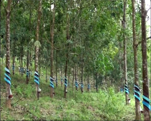 Tạo sinh kế gắn với định canh định cư ảnh 2