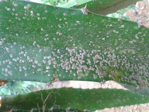 Rệp vẩy hại cây thanh long ruột đỏ. Ảnh: khuyennongvn.gov.vn Rệp vẩy hại cây thanh long ruột đỏ. Ảnh: khuyennongvn.gov.vn