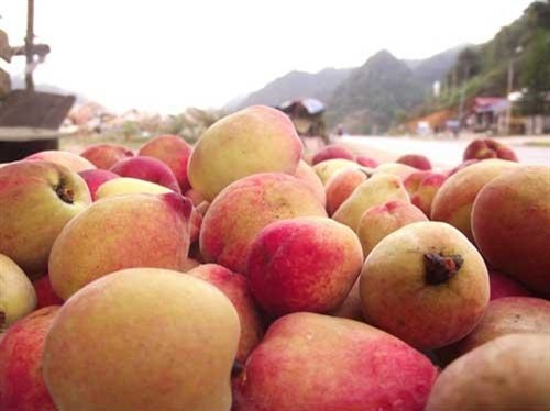 Đào Sơn La ảnh 2