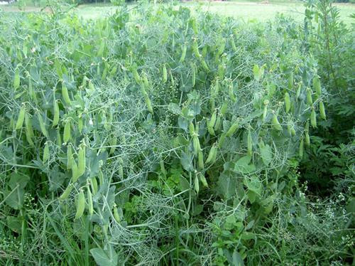 Đậu Hà Lan cho thu hoạch. Ảnh :khoahocphattrien.vn