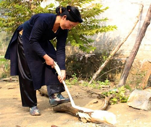 Tách vỏ cây dưỡng. Tách vỏ cây dưỡng.