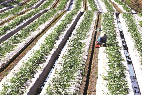 Khi mới gieo hạt cũng như khi cây còn bé nên dùng tấm nilon mặt trên có ánh bạc để phủ lên luống giúp bảo vệ cây