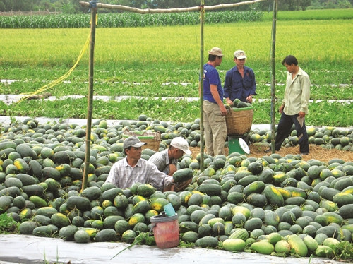 Khi thu hoạch dưa cần cắt cuống quả dài 2 cm, để dưa nơi thoáng mát từ 10 - 15 ngày, giúp dưa ngọt hơn trước khi đưa vào sử dụng