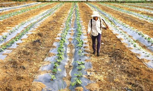 Đào hốc, gieo hạt trồng dưa hấu trên luống đôi hoặc luống đơn