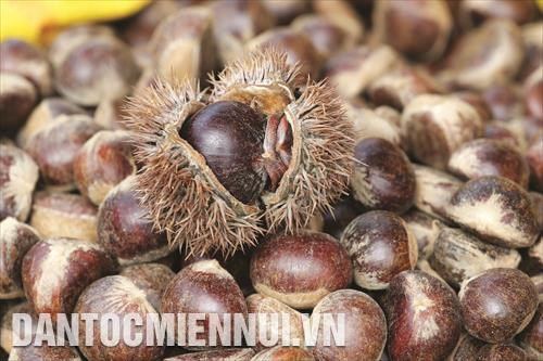 Nhờ khí hậu, thổ nhưỡng thuận lợi, hạt dẻ Trùng Khánh có hương vị thơm ngon, ngọt bùi