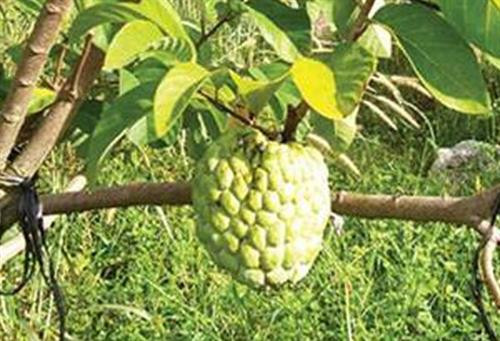 Mãng cầu (na) Thái Lan cơm nhiều, hạt lép, vị ngọt thanh nên rất được người tiêu dùng ưa chuộng. Ảnh: traicaydungmap.blogspot.com Mãng cầu (na) Thái Lan cơm nhiều, hạt lép, vị ngọt thanh nên rất được người tiêu dùng ưa chuộng. Ảnh: traicaydungmap.blogspot.com