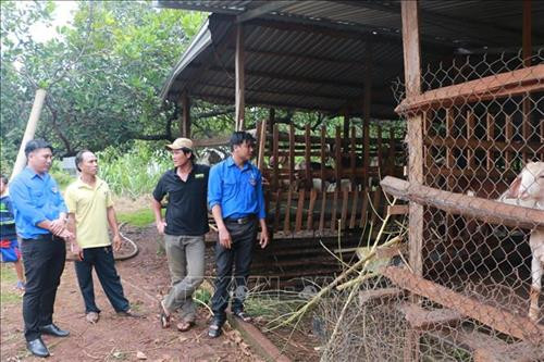 Đoàn viên thanh niên tham quan mô hình nuôi dê tại ấp Thanh Hải. Ảnh: K GỬIH -TTXVN