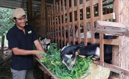 Đoàn viên Nguyễn Minh Hậu, ấp Thanh Hải, chăm sóc đàn dê. Ảnh: K GỬIH -TTXVN