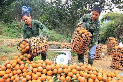 Ảnh minh họa Ảnh minh họa