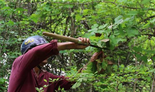 Những thợ săn kiến vàng thường đi dọc suối và tập trung quan sát trên các ngọn cây để tìm tổ kiến. Tổ kiến được những con kiến vàng to, vàng ươm, bụng căng mọng bảo vệ. Những tổ kiến nhỏ ở gần mặt đất, thợ săn kiến dễ dàng bắt cả tổ mang về. Những tổ kiến vàng có kích thước “khủng” thường được làm trên cây cao, thợ săn kiến phải leo lên mới bắt được tổ. Tuy nhiên việc bắt kiến không phải lúc nào cũng suôn sẻ. Tổ kiến bị vỡ, kiến tràn ra ngoài. Kiến vàng trưởng thành, kiến con, trứng kiến nằm lăn lóc trên đất. Ông Nay Mơ (buôn Chư Krih, xã Chư Drăng, huyện Krông Pa) dùng tay không bắt kiến. Cả tổ kiến được bắt bỏ vào bao mang sẵn. Kiến vàng và trứng kiến được rang sơ trên chảo nóng rồi loại bỏ phần rác, lá cây. Kiến vàng và trứng kiến đã được làm sạch, chuẩn bị chế biến muối kiến vàng. Kiến vàng và trứng kiến được giã cùng một số gia vị khác như muối, ớt rừng, lá thèn len… Muối kiến vàng có vị chua, mặn nên có thể ăn không hoặc ăn chung với cơm trắng, rau luộc, thịt luộc, thịt bò….. Những thợ săn kiến vàng thường đi dọc suối và tập trung quan sát trên các ngọn cây để tìm tổ kiến. Tổ kiến được những con kiến vàng to, vàng ươm, bụng căng mọng bảo vệ. Những tổ kiến nhỏ ở gần mặt đất, thợ săn kiến dễ dàng bắt cả tổ mang về. Những tổ kiến vàng có kích thước “khủng” thường được làm trên cây cao, thợ săn kiến phải leo lên mới bắt được tổ. Tuy nhiên việc bắt kiến không phải lúc nào cũng suôn sẻ. Tổ kiến bị vỡ, kiến tràn ra ngoài. Kiến vàng trưởng thành, kiến con, trứng kiến nằm lăn lóc trên đất. Ông Nay Mơ (buôn Chư Krih, xã Chư Drăng, huyện Krông Pa) dùng tay không bắt kiến. Cả tổ kiến được bắt bỏ vào bao mang sẵn. Kiến vàng và trứng kiến được rang sơ trên chảo nóng rồi loại bỏ phần rác, lá cây. Kiến vàng và trứng kiến đã được làm sạch, chuẩn bị chế biến muối kiến vàng. Kiến vàng và trứng kiến được giã cùng một số gia vị khác như muối, ớt rừng, lá thèn len… Muối kiến vàng có vị chua, mặn nên có thể ăn không hoặc ăn chung với cơm trắng, rau luộc, thịt luộc, thịt bò…..