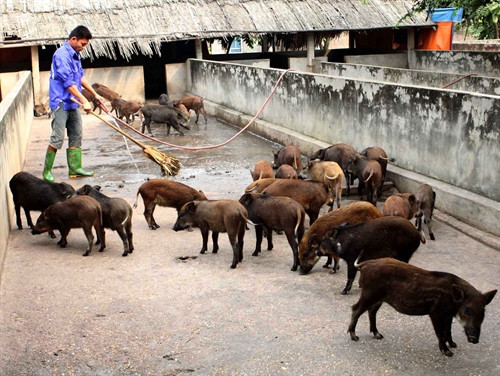 Vệ sinh chuồng trại thường xuyên cho đàn lợn.