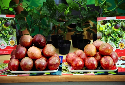 Quả chanh leo, sản phẩm của Viện giống chanh leo công nghệ cao (Nghệ An) tại chợ Công nghệ và thiết bị Quốc tế 2015. Ảnh: Quang Quyết-TTXVN Quả chanh leo, sản phẩm của Viện giống chanh leo công nghệ cao (Nghệ An) tại chợ Công nghệ và thiết bị Quốc tế 2015. Ảnh: Quang Quyết-TTXVN