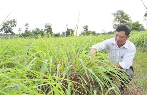 Những diện tích đất sỏi đá của xã Ea Tir được người dân chuyển đổi sang trồng sả. Ảnh: Nguyễn Tuấn Anh – TTXVN Những diện tích đất sỏi đá của xã Ea Tir được người dân chuyển đổi sang trồng sả. Ảnh: Nguyễn Tuấn Anh – TTXVN
