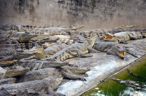 Đàn cá sấu của một hộ nuôi ở thị trấn Phước Long, huyện Phước Long đã quá lứa nhưng chưa thể xuất bán do giá giảm mạnh. Đàn cá sấu của một hộ nuôi ở thị trấn Phước Long, huyện Phước Long đã quá lứa nhưng chưa thể xuất bán do giá giảm mạnh.