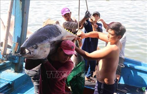 Nghề khai thác cá ngừ đại dương giúp nhiều nông dân vùng biển Phú Yên thoát nghèo, vươn lên làm giàu. Ảnh: Phạm Cường - TTXVN Nghề khai thác cá ngừ đại dương giúp nhiều nông dân vùng biển Phú Yên thoát nghèo, vươn lên làm giàu. Ảnh: Phạm Cường - TTXVN