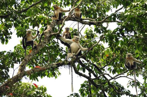 Loài voọc mũi hếch tại Vườn Quốc gia Du Già - Cao nguyên đá Đồng Văn. Ảnh: tapchimoitruong.vn Loài voọc mũi hếch tại Vườn Quốc gia Du Già - Cao nguyên đá Đồng Văn. Ảnh: tapchimoitruong.vn