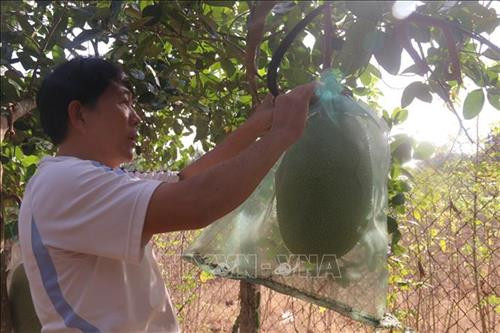 Anh Nguyễn Văn Kỷ, xã Nghĩa Thành, huyện Châu Đức (Bà Rịa-Vũng Tàu) chăm sóc vườn mít Thái. Ảnh: Hoàng Nhị - TTXVN Anh Nguyễn Văn Kỷ, xã Nghĩa Thành, huyện Châu Đức (Bà Rịa-Vũng Tàu) chăm sóc vườn mít Thái. Ảnh: Hoàng Nhị - TTXVN