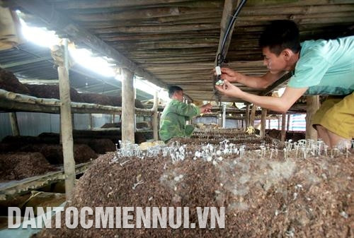 HTX Hợp Giang đưa công nghệ tưới tự động vào sản xuất nấm