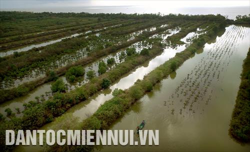 Hộ dân được giao khoán đất ở ấp Xẻo Lá A (Tân Thạnh, huyện An Minh, Kiên Giang) trồng rừng kết hợp nuôi thủy sản dưới tán rừng phòng hộ ven biển