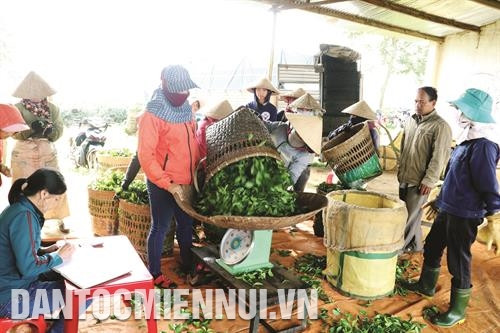 Anh Nguyễn Văn Thuận, cán bộ Phòng Nông nghiệp và Phát triển nông thôn huyện Bảo Lâm hướng dẫn bà con phương pháp chăm sóc chè theo tiêu chuẩn VietGAP Thông qua các chương trình, dự án như: Chương trình 135, 30a..., huyện Bảo Lâm đã đầu tư hàng chục tỷ đồng để xây dựng hệ thống đường giao thông, tạo thuận lợi cho ngành chè phát triển Công ty cổ phần chè Minh Rồng tổ chức thu mua chè cho bà con