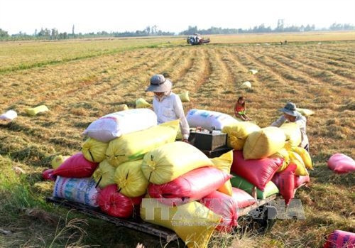 Thương lái thu mua lúa tại chân ruộng ngay sau khi thu hoạch.